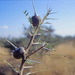 Acacia drepanolobium
