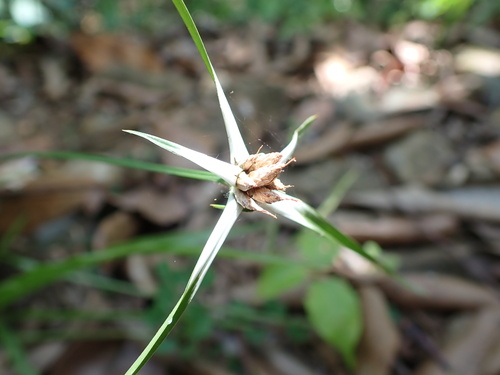 Rhynchospora pura, 2026-08-06