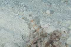 Amblyeleotris steinitzi