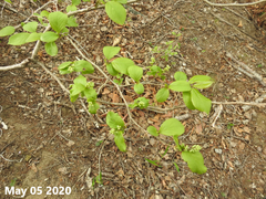 Symplocos paniculata