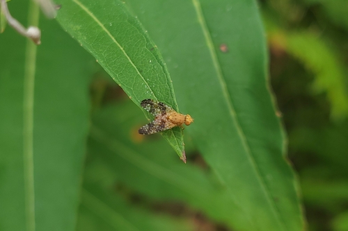 Scarce Knapweed Fly