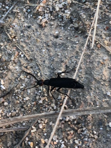 Epicauta sibirica