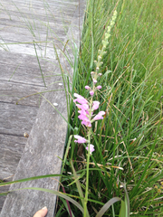 Physostegia intermedia
