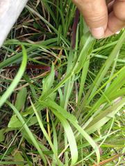 Physostegia intermedia