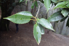 Quercus stenophylloides