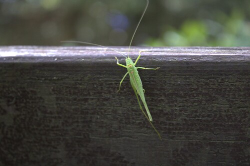 Mediterranean Katydid