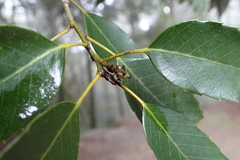 Quercus stenophylloides