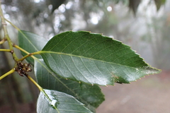 Quercus stenophylloides