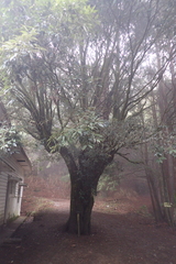 Quercus stenophylloides