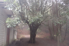 Quercus stenophylloides