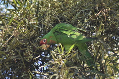 Psittacara mitratus