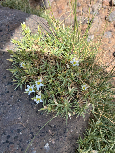 Arenaria pungens