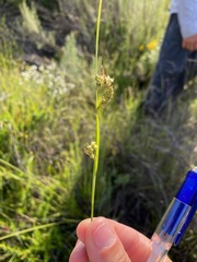 Carex triquetra