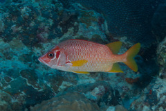 Sargocentron spiniferum