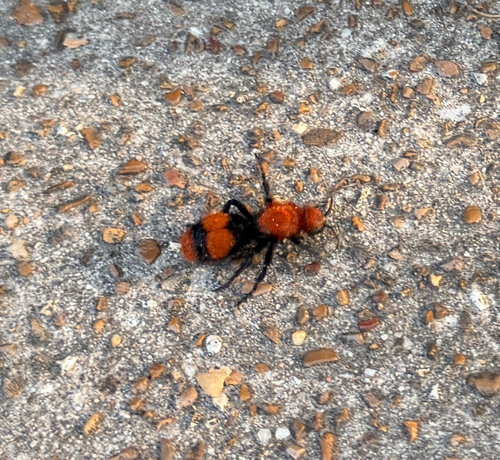 Common Eastern Velvet Ant
