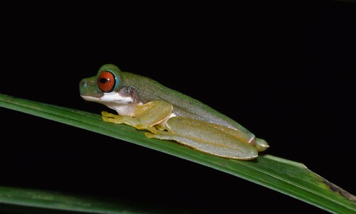 Brook frog, Duellmanohyla rufioculis