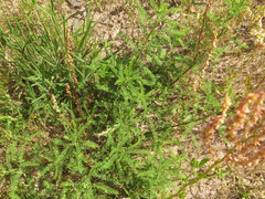 Dalea phleoides microphylla