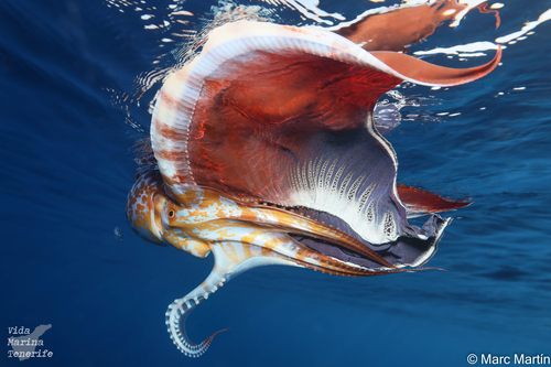 Violet Blanket Octopus