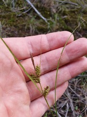 Carex punctata