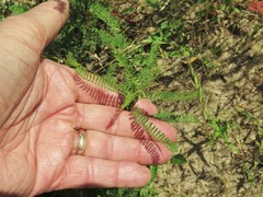 Dalea phleoides microphylla