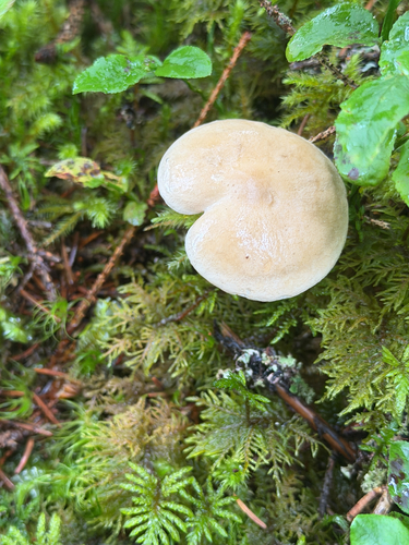 Tricholoma inamoenum