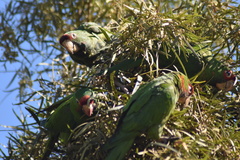 Psittacara mitratus