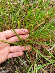 Carex punctata