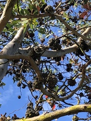 Eucalyptus conferruminata