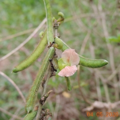 Macroptilium erythroloma