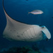 Reef Manta Ray - Photo (c) Mark Rosenstein, some rights reserved (CC BY-NC), uploaded by Mark Rosenstein
