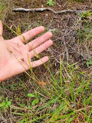 Carex punctata