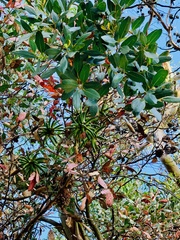 Eucalyptus conferruminata