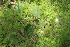 Opuntia