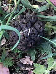 Eucalyptus conferruminata