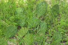 Opuntia