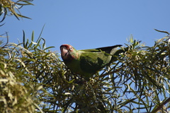 Psittacara mitratus