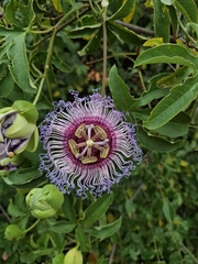 Passiflora cincinnata, photograph (c) Fabricio Carvalho da Silva, some rights reserved (CC BY)