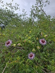 Passiflora cincinnata, photograph (c) Fabricio Carvalho da Silva, some rights reserved (CC BY)