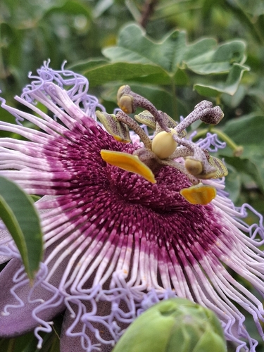 Passiflora cincinnata, photograph 3