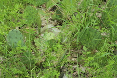 Opuntia