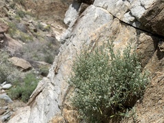 Johnstonella racemosa