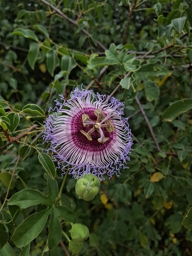 Passiflora cincinnata, photograph 4
