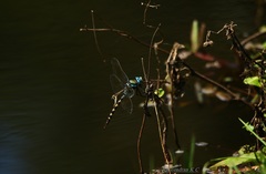 Anax immaculifrons
