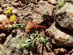 Cymopterus glomeratus fendleri