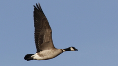 Branta hutchinsii leucopareia