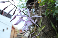 Encyclia adenocaula
