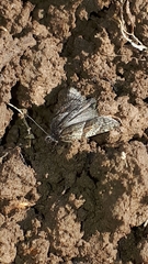 Philedonides lunana