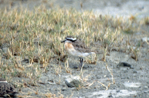 iNaturalist image