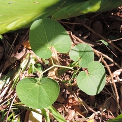 Aristolochia fimbriata