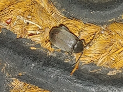 Pachymerus nucleorum